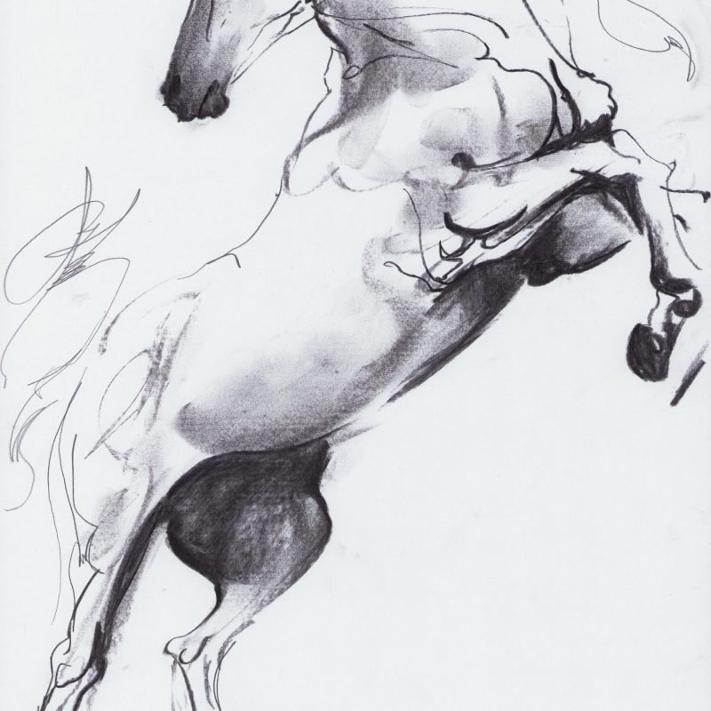 Horses 003