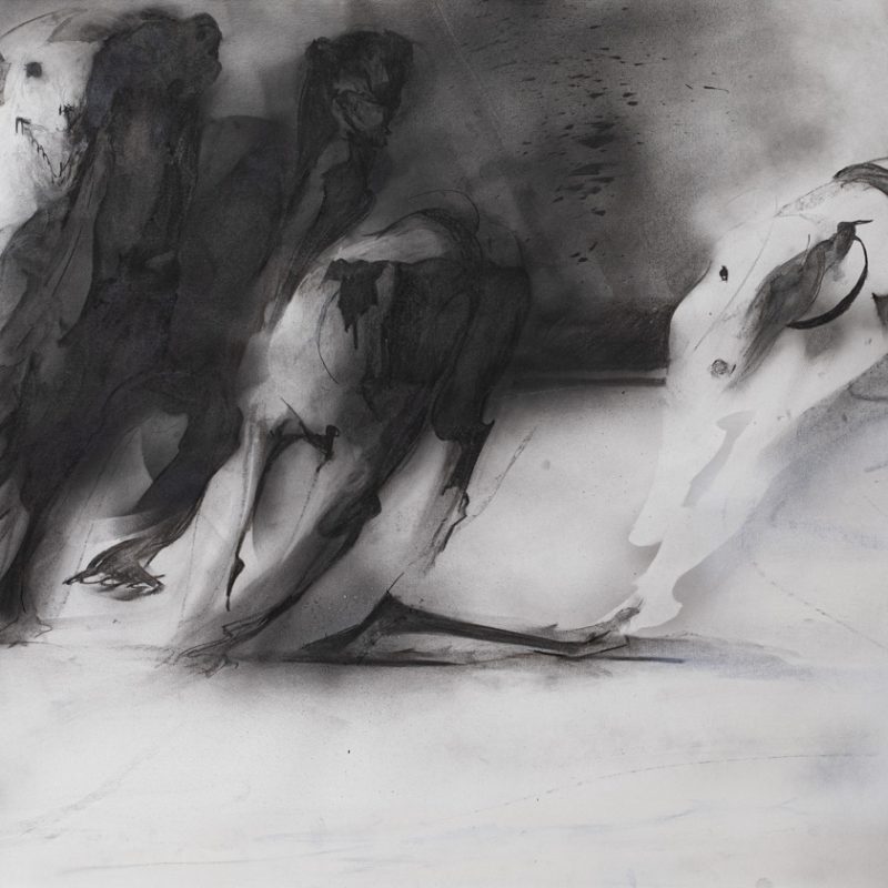 Canódromo serie - 006